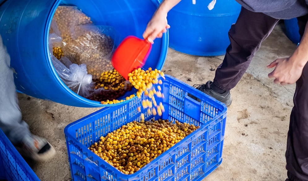 kava po fermentaci bez kyslika